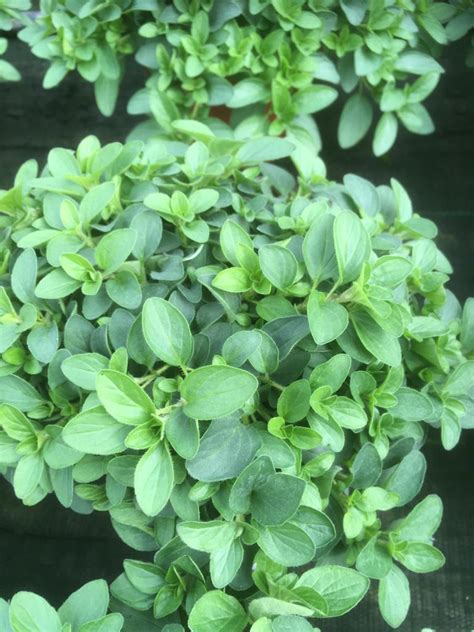 Compact Oregano Plant