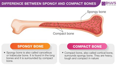 compact vs cancellous bone