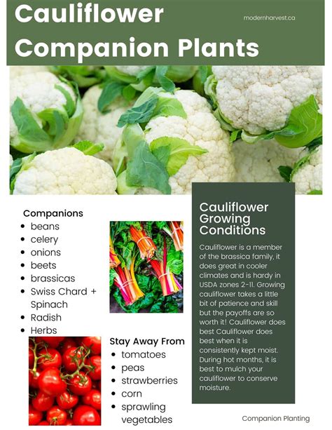 Companion Plants For Cauliflower: Boost Your Harvest And Protect Your Crop