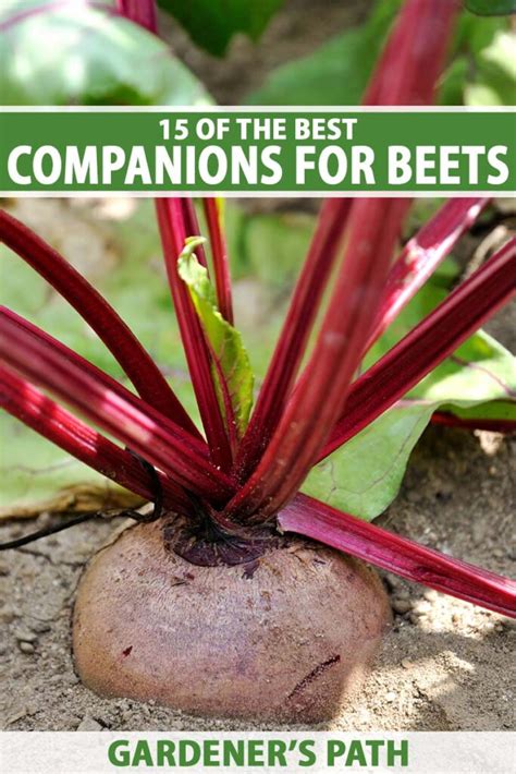 Companion Plants For Beets: Enhancing Your Garden's Productivity