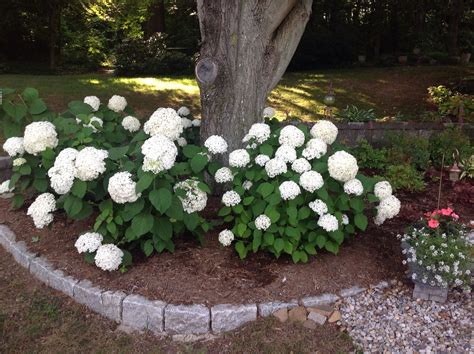 I planted these Annabelle hydrangeas for their abundant large blooms
