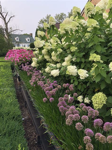 Hydrangea Limelight companion planting Out With It Pinterest