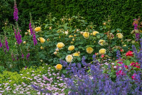 Companion Plants for Your Rose GardenFlorissa Flowers, Roses, Fruits
