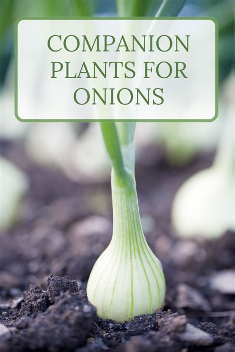 What Are the Best Onion Companion Plants? Bad Onion Companions