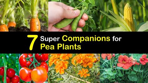 Best Companion Plants for Garden Peas