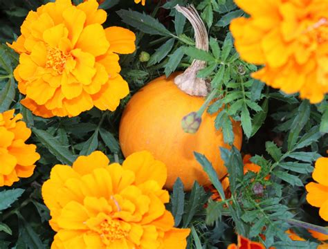 Companion Plants for Pumpkins A Gardeners Guide!