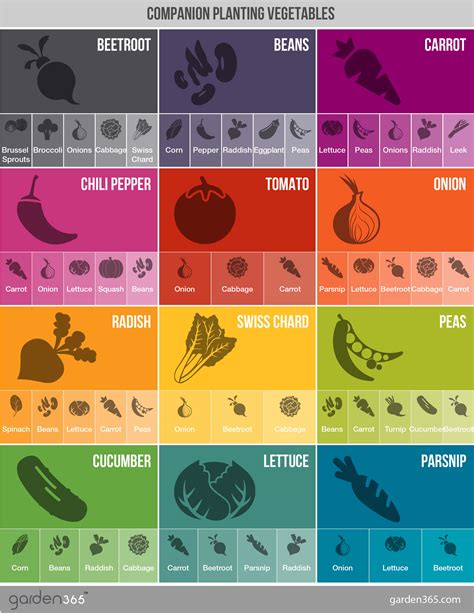 Pin by Lorien on Garden Companion planting vegetables, Companion