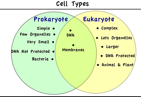 compare and contrast prokaryotes & eukaryotes