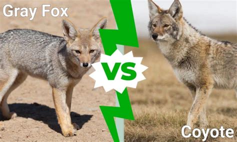 compare fox and coyote pictures