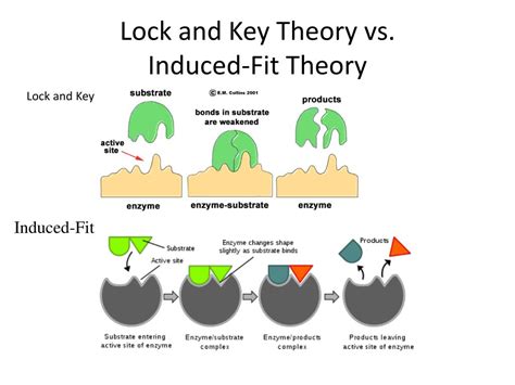 Compare The Lock-And-Key Theory Of Enzymes With The Induced-Fit Theory