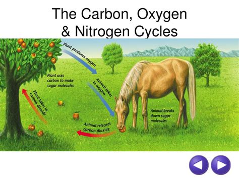 Q&As How much N is Left? Do I Need More Starter When Replanting