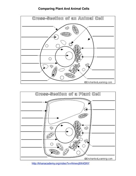 comparing plant and animal cells worksheet answers