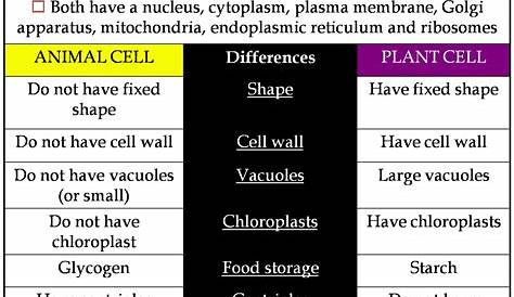 Comparison Between Plant Cell And Animal Cell PPT Difference
