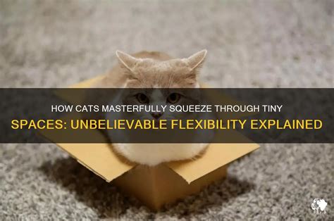 Comparison Cat Behavior For Small Spaces