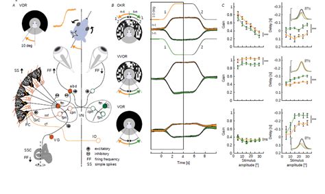 Compensatory Eye Movement
