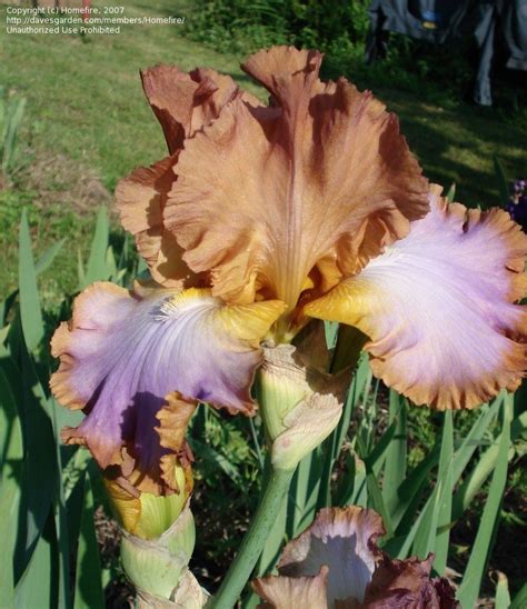 Competitive Edge Iris