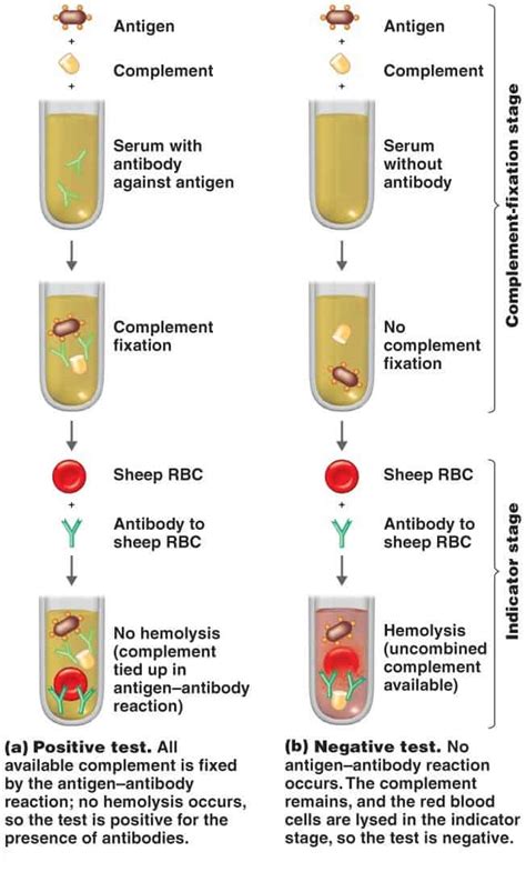 complement fixation test procedure