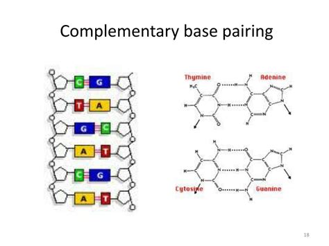 complementary base pairing definition forensics