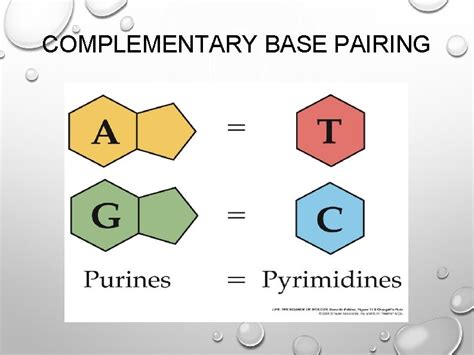 complementary base pairing definition simple