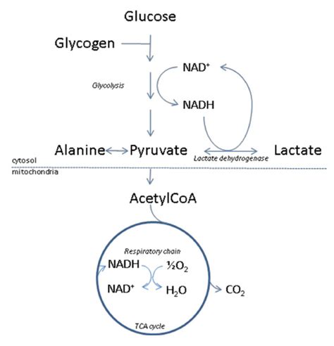 complete oxidation of lactate to co2