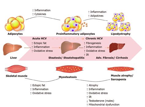 complications of hepatitis c virus