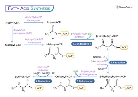 Components Fatty Acid Synthesis