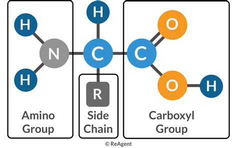 Components Of Amino Acids Elements