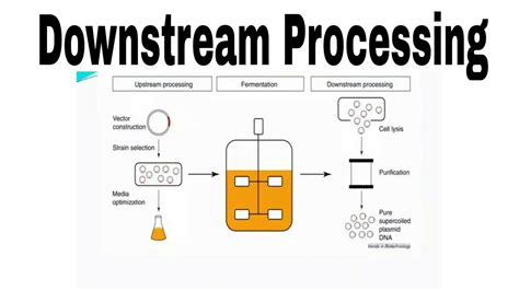 components of downstream processing