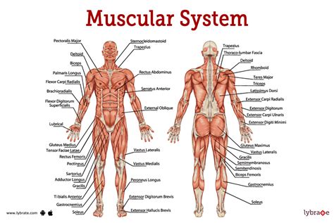 Components Of Human Muscular System