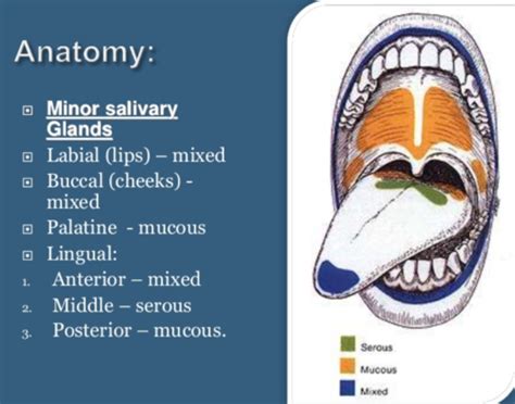 components of saliva include quizlet