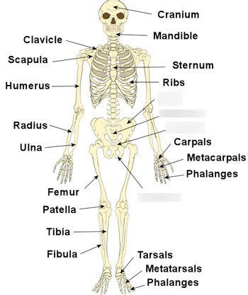 components of the skeletal system quizlet