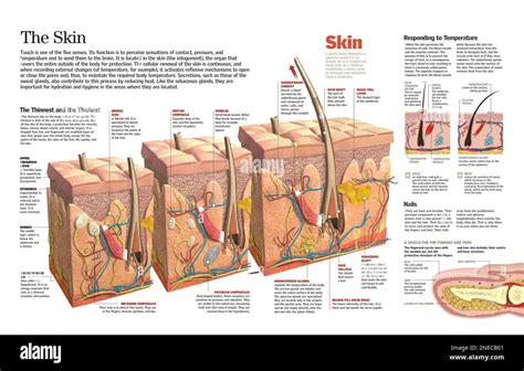 Composition Of A Human Skin
