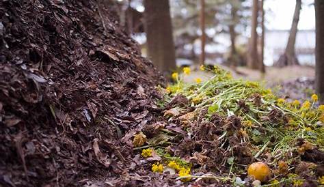 Scrap That Smell 5 Tips For A Pleasant Backyard Compost Pile