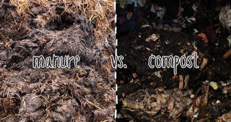 Compost vs manure Which is better for your garden? in 2021 Compost