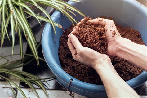 compost for indoor plants
