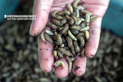 Compost Maggots White