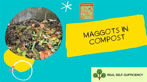 Compost Prevent Maggots