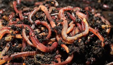 Compost Worms Vancouver