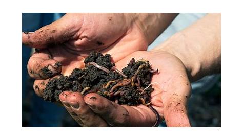 Composting Worms Edmonton ♻️ , Worm Composters & Accessories ️ SAVE