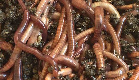 Composting Worms For Sale Canada European Nightcrawler SUPER