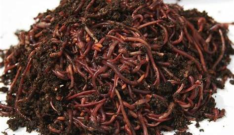 European Nightcrawler Composting SUPER Worms