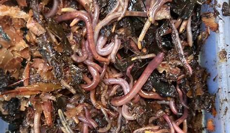 Composting Worms Nz Worm Farm Lessons To Minimise Waste To Landfills Stuff.co.nz