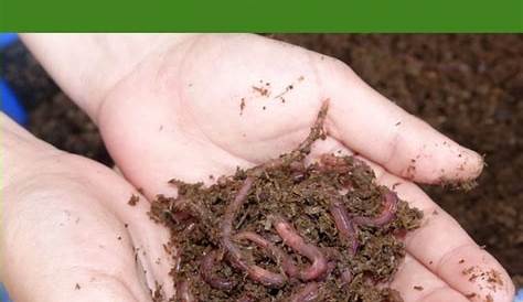 Tiger Compost Composting Worms 30g / 50g / 100g / 250 g