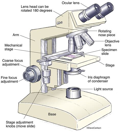 Compound Light Microscope 2D Or 3D