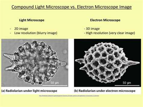 Compound Light Microscope Vs Electron