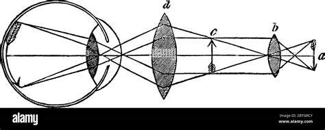 Compound Microscope Convex Lens