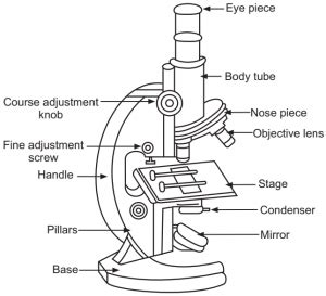 Compound Microscope Diagram And Uses
