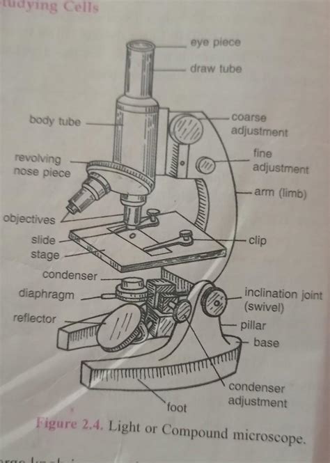Compound Microscope Diagram Class 11