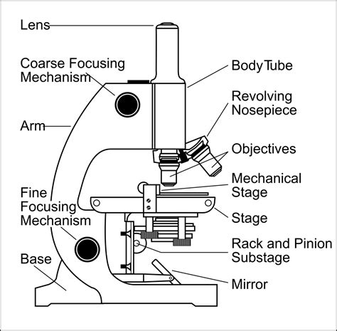 Compound Microscope Drawing Images