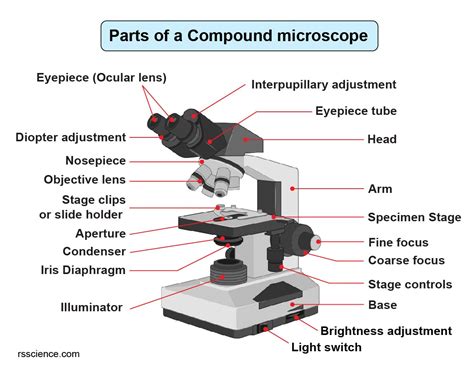 Compound Microscope Structure Definition